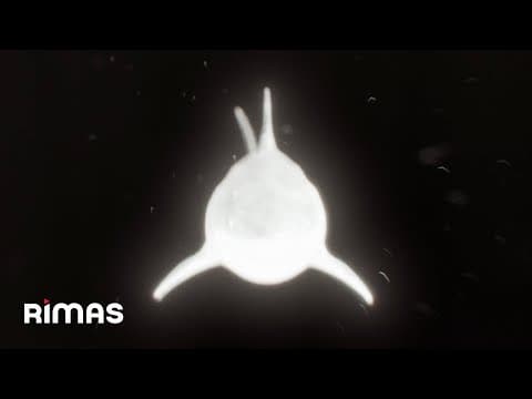 Yandel - Yandel - En Privado (Visualizer) / Infinito