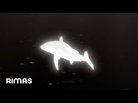 Yandel - Yandel - Calol (Visualizer) Infinito