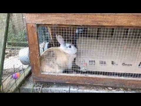 Bad Bunny - Our Rabbit Called 'Trouble'