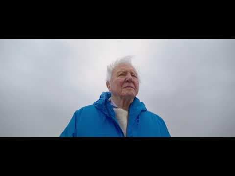 Coldplay - Ocean with David Attenborough (🎵 ONE WORLD)