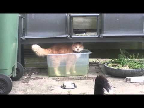 Bad Bunny - Boris and his box
