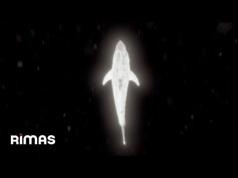Yandel - Yandel - Bling Bling (Visualizer) / Infinito