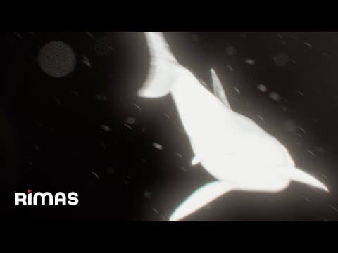 Yandel - Yandel - Donde Fue Cuando Fue (Visualizer) / Infinito