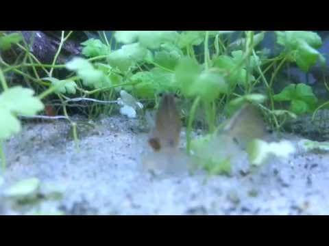 Bad Bunny - Two amano shrimps fighting over some food