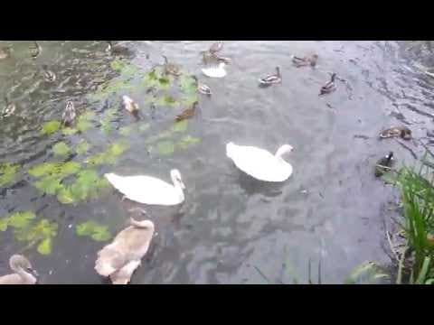 Bad Bunny - Feeding the swans behind our house