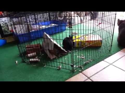 Bad Bunny - The Badbunnies bad bunnies chewing up a cardboard tunnel
